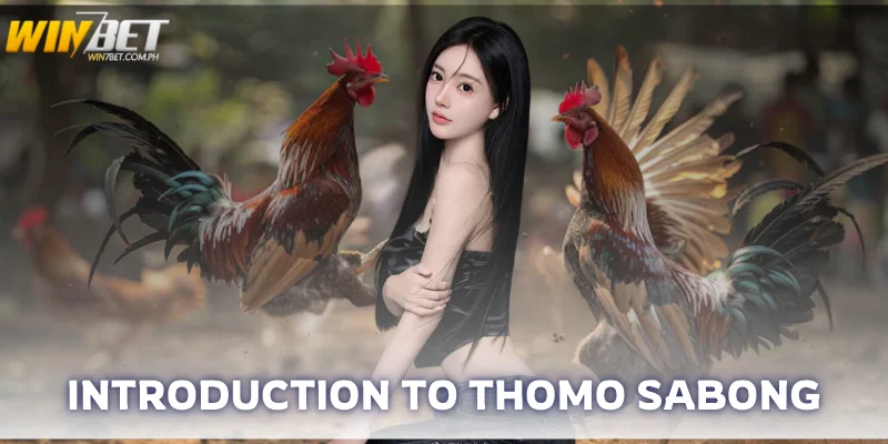 introduction to thomo sabong